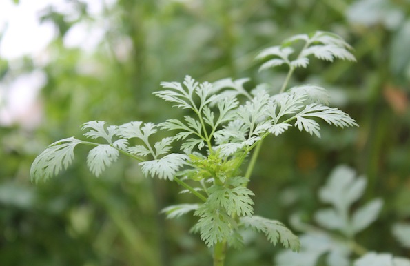 Fresh Coriander Leaves = Cilantro!