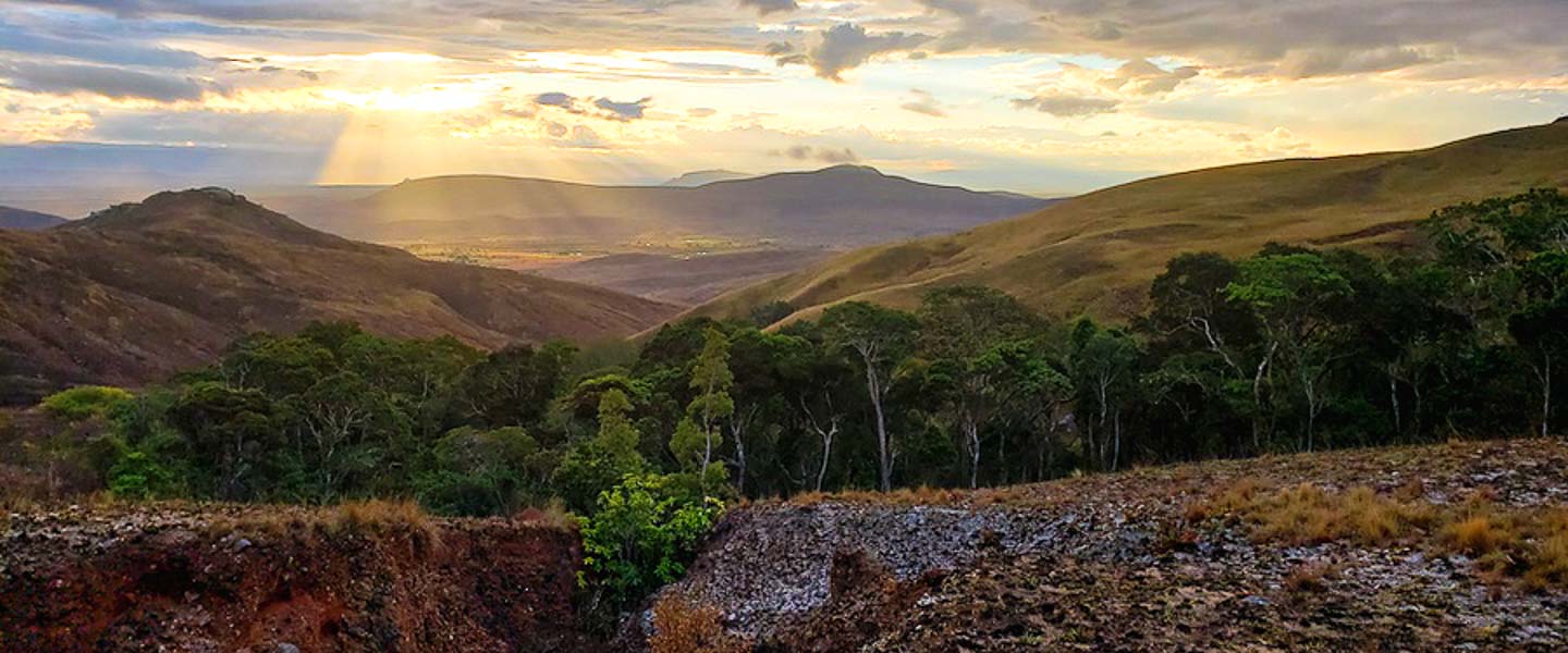 Malagasy Rainforest